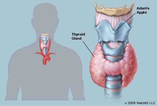 Healthy Thyroid Equals Healthy Mind and Body - Global Health Clinics