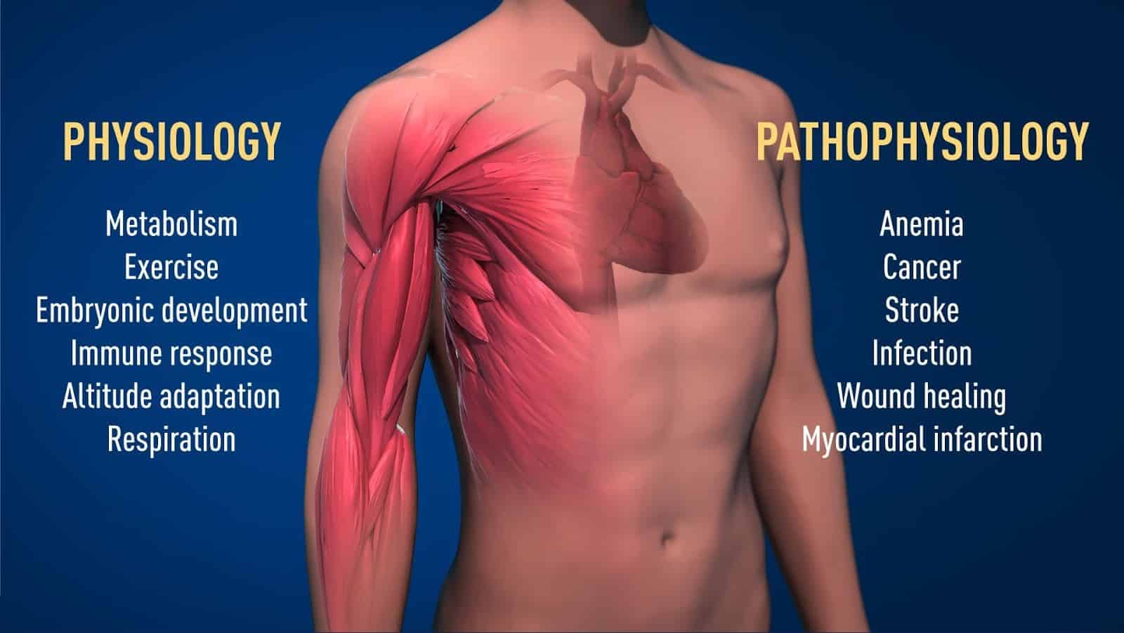 Why is Oxygen so crucial for your health? - Global Health Clinics